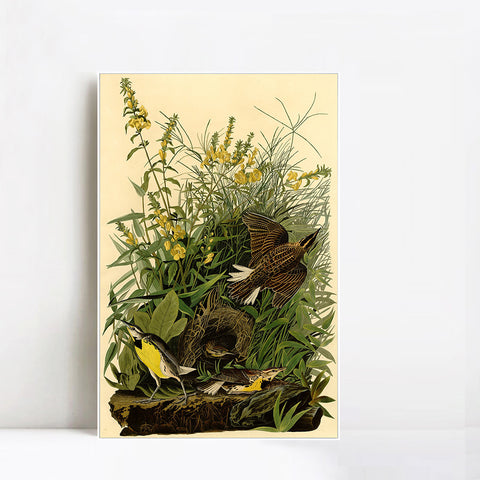 INVIN ART Framed Canvas Giclee Print Meadow Lark by John James Audubon Wall Art Living Room Home Office Decorations
