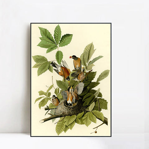 INVIN ART Framed Canvas Giclee Print American Robin by John James Audubon Wall Art Living Room Home Office Decorations