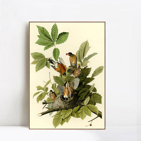 INVIN ART Framed Canvas Giclee Print American Robin by John James Audubon Wall Art Living Room Home Office Decorations