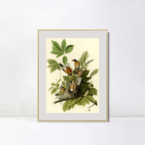 INVIN ART Metal Framed Canvas Giclee Print American Robin by John James Audubon Wall Art Living Room Home Office Decorations
