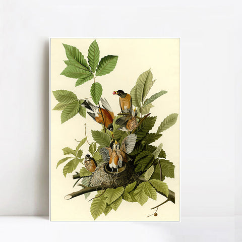 INVIN ART Framed Canvas Giclee Print American Robin by John James Audubon Wall Art Living Room Home Office Decorations