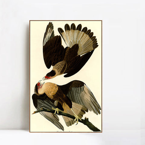 INVIN ART Framed Canvas Giclee Print Brasilian Caracara Eagle by John James Audubon Wall Art Living Room Home Office Decorations