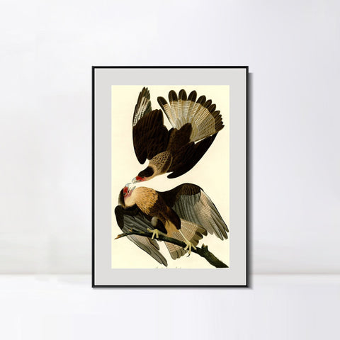 INVIN ART Metal Framed Canvas Giclee Print Brasilian Caracara Eagle by John James Audubon Wall Art Living Room Home Office Decorations