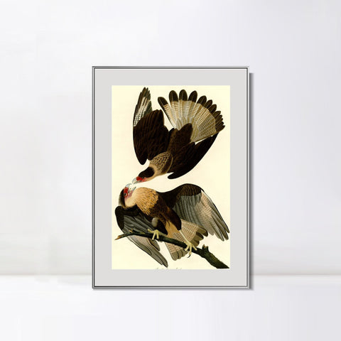 INVIN ART Metal Framed Canvas Giclee Print Brasilian Caracara Eagle by John James Audubon Wall Art Living Room Home Office Decorations