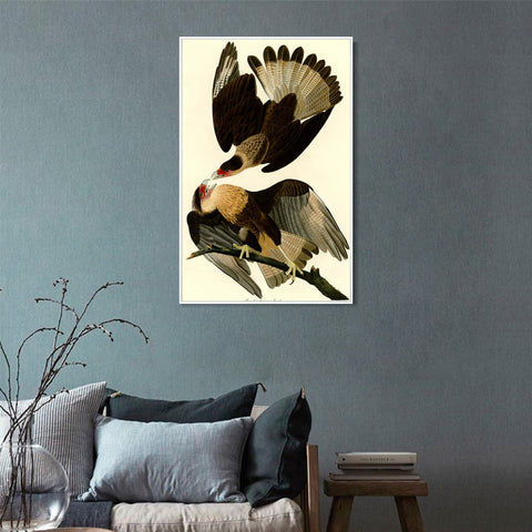 INVIN ART Framed Canvas Giclee Print Brasilian Caracara Eagle by John James Audubon Wall Art Living Room Home Office Decorations