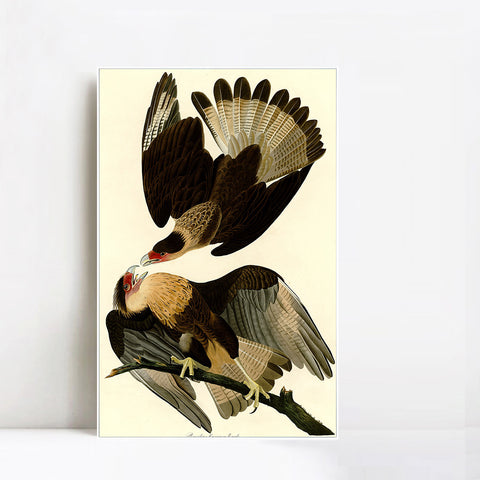 INVIN ART Framed Canvas Giclee Print Brasilian Caracara Eagle by John James Audubon Wall Art Living Room Home Office Decorations