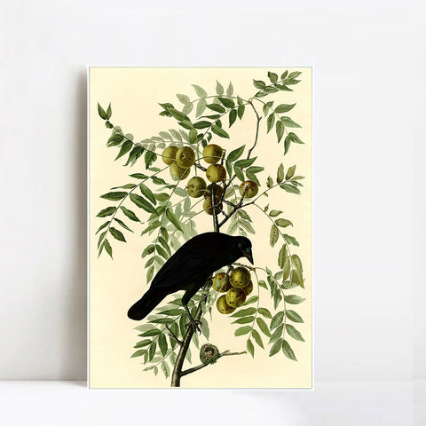 INVIN ART Framed Canvas Giclee Print American Crow by John James Audubon Wall Art Living Room Home Office Decorations