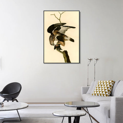 INVIN ART Framed Canvas Giclee Print Rough legged Falcon by John James Audubon Wall Art Living Room Home Office Decorations
