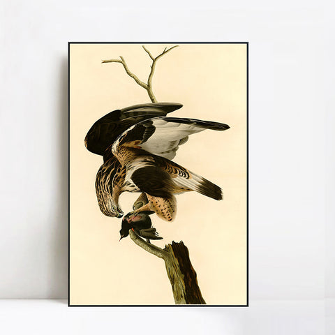 INVIN ART Framed Canvas Giclee Print Rough legged Falcon by John James Audubon Wall Art Living Room Home Office Decorations