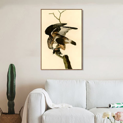 INVIN ART Framed Canvas Giclee Print Rough legged Falcon by John James Audubon Wall Art Living Room Home Office Decorations