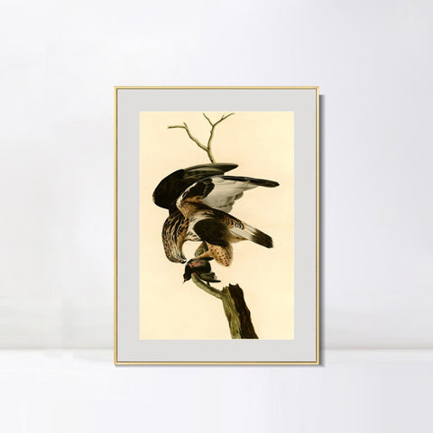 INVIN ART Metal Framed Canvas Giclee Print Rough legged Falcon by John James Audubon Wall Art Living Room Home Office Decorations