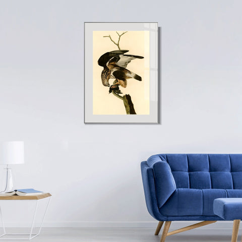 INVIN ART Metal Framed Canvas Giclee Print Rough legged Falcon by John James Audubon Wall Art Living Room Home Office Decorations