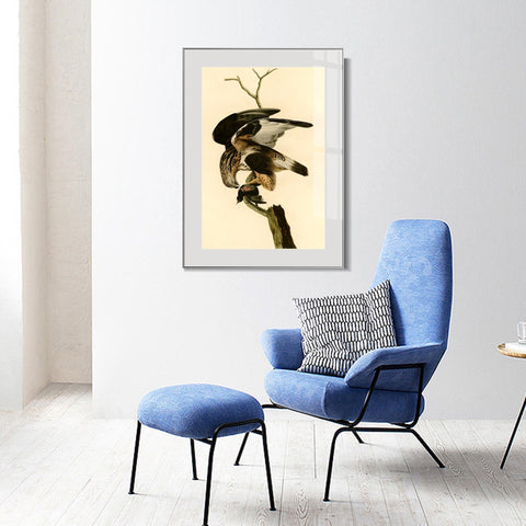 INVIN ART Metal Framed Canvas Giclee Print Rough legged Falcon by John James Audubon Wall Art Living Room Home Office Decorations