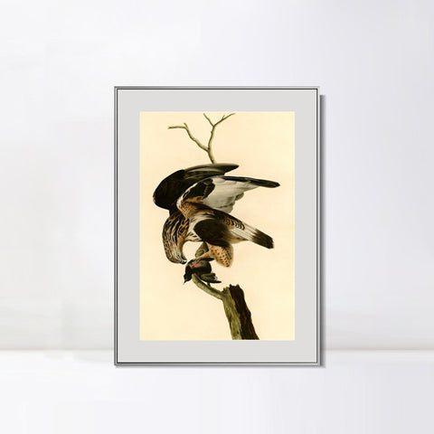 INVIN ART Metal Framed Canvas Giclee Print Rough legged Falcon by John James Audubon Wall Art Living Room Home Office Decorations
