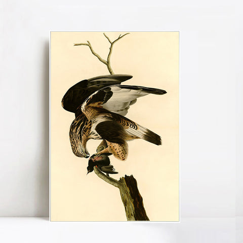INVIN ART Framed Canvas Giclee Print Rough legged Falcon by John James Audubon Wall Art Living Room Home Office Decorations