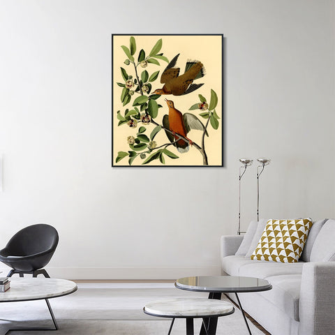 INVIN ART Framed Canvas Giclee Print Zenaida Dove by John James Audubon Wall Art Living Room Home Office Decorations