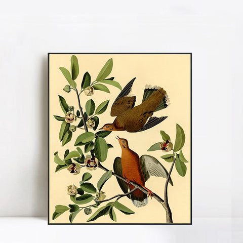 INVIN ART Framed Canvas Giclee Print Zenaida Dove by John James Audubon Wall Art Living Room Home Office Decorations
