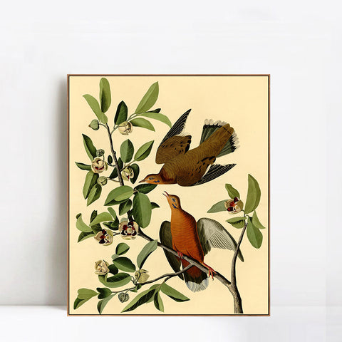INVIN ART Framed Canvas Giclee Print Zenaida Dove by John James Audubon Wall Art Living Room Home Office Decorations