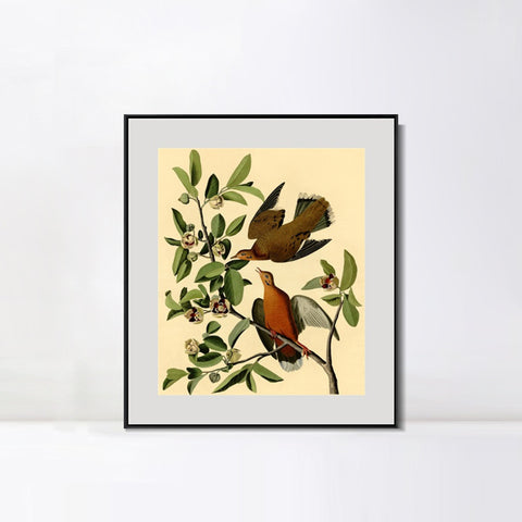INVIN ART Metal Framed Canvas Giclee Print Zenaida Dove by John James Audubon Wall Art Living Room Home Office Decorations