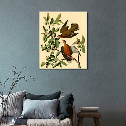 INVIN ART Framed Canvas Giclee Print Zenaida Dove by John James Audubon Wall Art Living Room Home Office Decorations