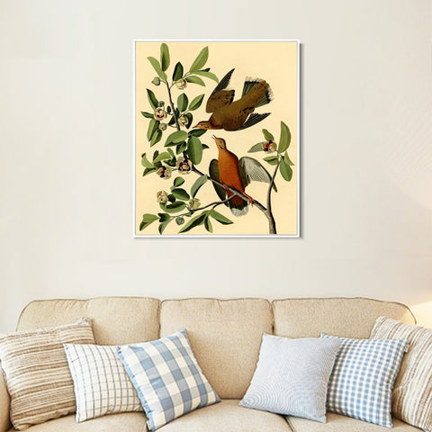 INVIN ART Framed Canvas Giclee Print Zenaida Dove by John James Audubon Wall Art Living Room Home Office Decorations