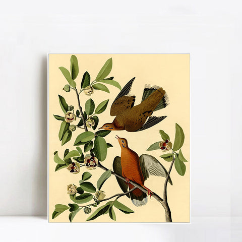 INVIN ART Framed Canvas Giclee Print Zenaida Dove by John James Audubon Wall Art Living Room Home Office Decorations