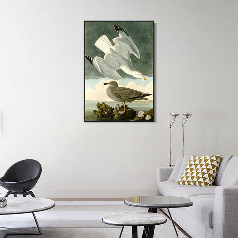 INVIN ART Framed Canvas Giclee Print Herring Gull by John James Audubon Wall Art Living Room Home Office Decorations