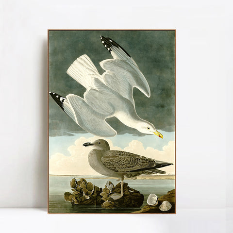 INVIN ART Framed Canvas Giclee Print Herring Gull by John James Audubon Wall Art Living Room Home Office Decorations