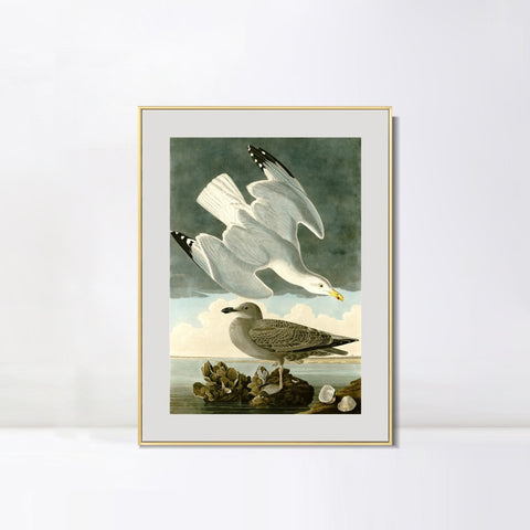 INVIN ART Metal Framed Canvas Giclee Print Herring Gull by John James Audubon Wall Art Living Room Home Office Decorations