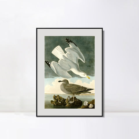 INVIN ART Metal Framed Canvas Giclee Print Herring Gull by John James Audubon Wall Art Living Room Home Office Decorations