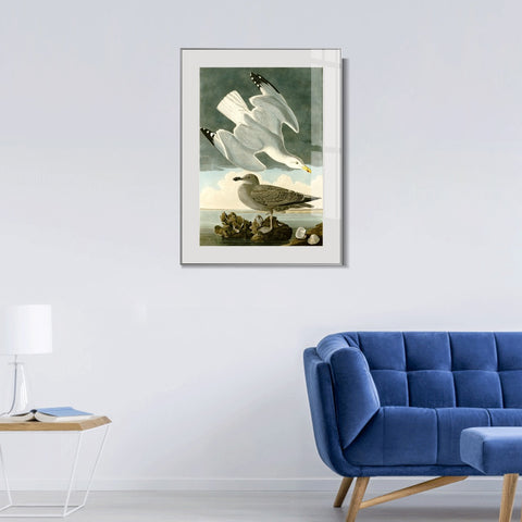 INVIN ART Metal Framed Canvas Giclee Print Herring Gull by John James Audubon Wall Art Living Room Home Office Decorations