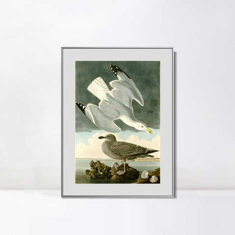 INVIN ART Metal Framed Canvas Giclee Print Herring Gull by John James Audubon Wall Art Living Room Home Office Decorations