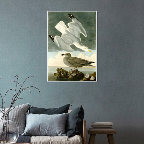 INVIN ART Framed Canvas Giclee Print Herring Gull by John James Audubon Wall Art Living Room Home Office Decorations