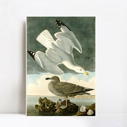 INVIN ART Framed Canvas Giclee Print Herring Gull by John James Audubon Wall Art Living Room Home Office Decorations