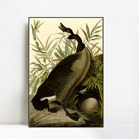INVIN ART Framed Canvas Giclee Print Canada Goose#40 by John James Audubon Wall Art Living Room Home Office Decorations