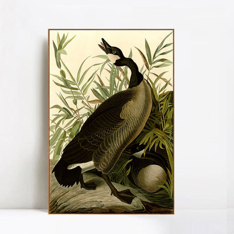 INVIN ART Framed Canvas Giclee Print Canada Goose#40 by John James Audubon Wall Art Living Room Home Office Decorations