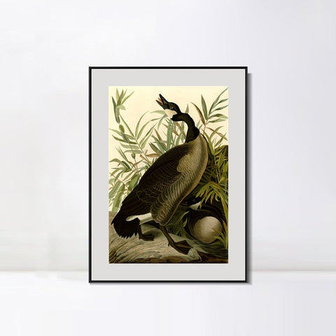 INVIN ART Metal Framed Canvas Giclee Print Canada Goose#40 by John James Audubon Wall Art Living Room Home Office Decorations