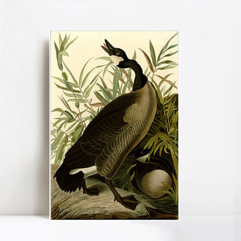 INVIN ART Framed Canvas Giclee Print Canada Goose#40 by John James Audubon Wall Art Living Room Home Office Decorations