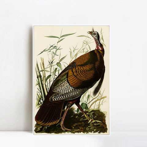 INVIN ART Framed Canvas Giclee Print Wild Turkey by John James Audubon Wall Art Living Room Home Office Decorations