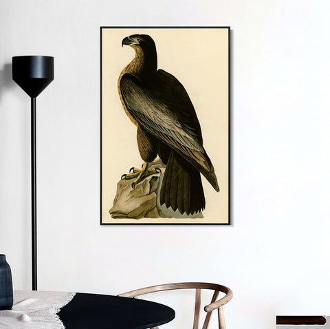 INVIN ART Framed Canvas Giclee Print Bird of Washington by John James Audubon Wall Art Living Room Home Office Decorations