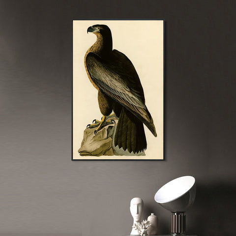 INVIN ART Framed Canvas Giclee Print Bird of Washington by John James Audubon Wall Art Living Room Home Office Decorations