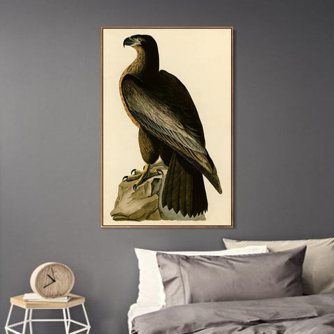 INVIN ART Framed Canvas Giclee Print Bird of Washington by John James Audubon Wall Art Living Room Home Office Decorations