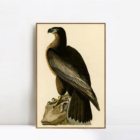 INVIN ART Framed Canvas Giclee Print Bird of Washington by John James Audubon Wall Art Living Room Home Office Decorations