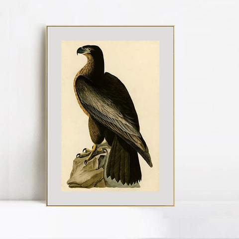 INVIN ART Metal Framed Canvas Giclee Print Bird of Washington by John James Audubon Wall Art Living Room Home Office Decorations