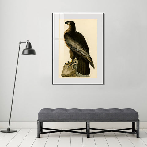 INVIN ART Metal Framed Canvas Giclee Print Bird of Washington by John James Audubon Wall Art Living Room Home Office Decorations