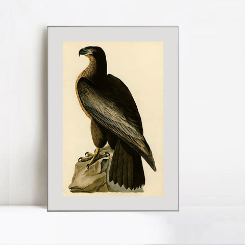 INVIN ART Metal Framed Canvas Giclee Print Bird of Washington by John James Audubon Wall Art Living Room Home Office Decorations