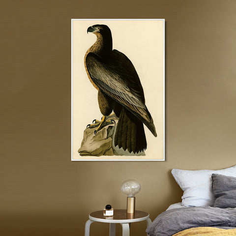 INVIN ART Framed Canvas Giclee Print Bird of Washington by John James Audubon Wall Art Living Room Home Office Decorations