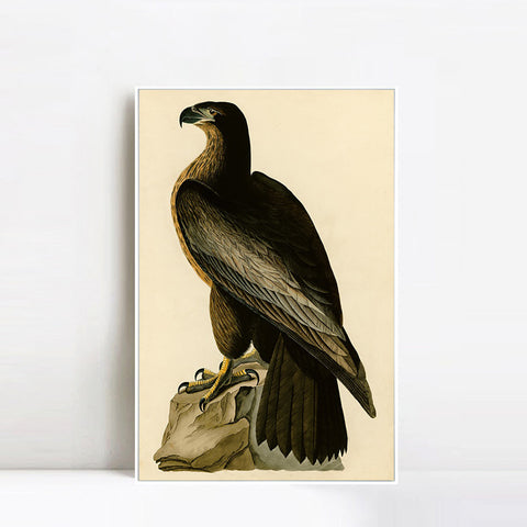 INVIN ART Framed Canvas Giclee Print Bird of Washington by John James Audubon Wall Art Living Room Home Office Decorations