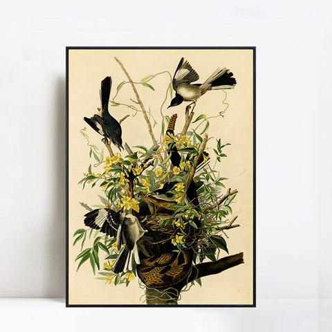 INVIN ART Framed Canvas Giclee Print Mocking Bird by John James Audubon Wall Art Living Room Home Office Decorations