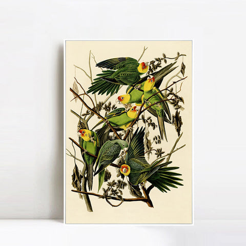 INVIN ART Framed Canvas Giclee Print Carolina Parrot by John James Audubon Wall Art Living Room Home Office Decorations